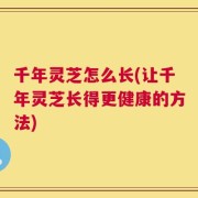 千年灵芝怎么长(让千年灵芝长得更健康的方法)