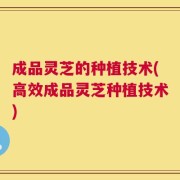 成品灵芝的种植技术(高效成品灵芝种植技术)