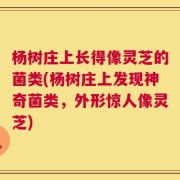 杨树庄上长得像灵芝的菌类(杨树庄上发现神奇菌类，外形惊人像灵芝)