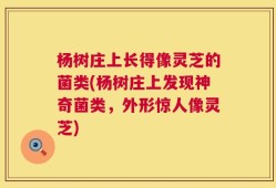 杨树庄上长得像灵芝的菌类(杨树庄上发现神奇菌类，外形惊人像灵芝)