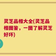 灵芝品相大全(灵芝品相图鉴，一图了解灵芝好坏)