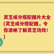 灵芝成分搭配图片大全(灵芝成分搭配图，令你清晰了解灵芝功效！)