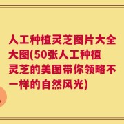 人工种植灵芝图片大全大图(50张人工种植灵芝的美图带你领略不一样的自然风光)