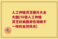 人工种植灵芝图片大全大图(50张人工种植灵芝的美图带你领略不一样的自然风光)