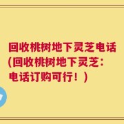 回收桃树地下灵芝电话(回收桃树地下灵芝：电话订购可行！)