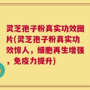 灵芝孢子粉真实功效图片(灵芝孢子粉真实功效惊人，细胞再生增强，免疫力提升)