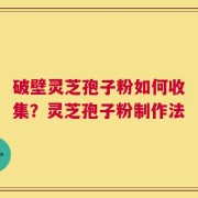 破壁灵芝孢子粉如何收集？灵芝孢子粉制作法
