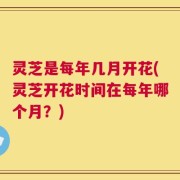 灵芝是每年几月开花(灵芝开花时间在每年哪个月？)