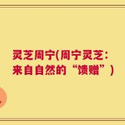 灵芝周宁(周宁灵芝：来自自然的“馈赠”)