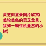 灵芝树盆景图片欣赏(美轮美奂的灵芝盆景，犹如一颗生机盎然的小树)