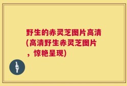 野生的赤灵芝图片高清(高清野生赤灵芝图片，惊艳呈现)