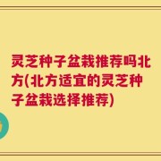 灵芝种子盆栽推荐吗北方(北方适宜的灵芝种子盆栽选择推荐)