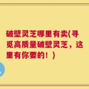 破壁灵芝哪里有卖(寻觅高质量破壁灵芝，这里有你要的！)