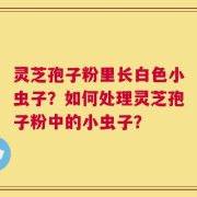 灵芝孢子粉里长白色小虫子？如何处理灵芝孢子粉中的小虫子？