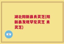 湖北阳新县肖灵芝(阳新县发现罕见灵芝 肖灵芝)