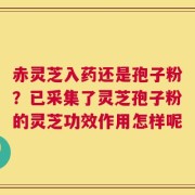 赤灵芝入药还是孢子粉？已采集了灵芝孢子粉的灵芝功效作用怎样呢