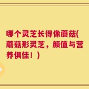 哪个灵芝长得像蘑菇(蘑菇形灵芝，颜值与营养俱佳！)