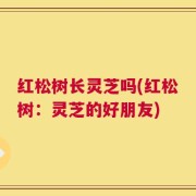 红松树长灵芝吗(红松树：灵芝的好朋友)