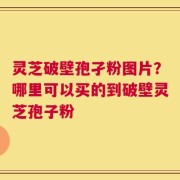 灵芝破壁孢孑粉图片？哪里可以买的到破壁灵芝孢子粉
