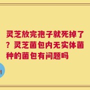 灵芝放完孢子就死掉了？灵芝菌包内无实体菌种的菌包有问题吗