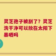 灵芝孢子被刮了？灵芝洗干净可以放在太阳下暴晒吗
