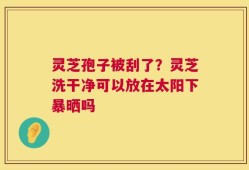 灵芝孢子被刮了？灵芝洗干净可以放在太阳下暴晒吗