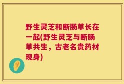 野生灵芝和断肠草长在一起(野生灵芝与断肠草共生，古老名贵药材现身)