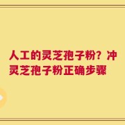 人工的灵芝孢子粉？冲灵芝孢子粉正确步骤