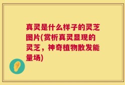 真灵是什么样子的灵芝图片(赏析真灵显现的灵芝，神奇植物散发能量场)