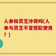 人参和灵芝冲突吗(人参与灵芝不宜搭配使用？)