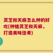 灵芝和天麻怎么种的好吃(种植灵芝和天麻，打造美味佳肴)