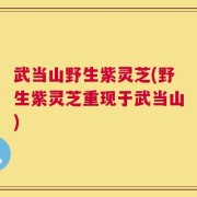 武当山野生紫灵芝(野生紫灵芝重现于武当山)