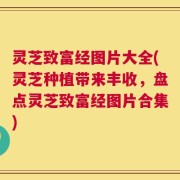 灵芝致富经图片大全(灵芝种植带来丰收，盘点灵芝致富经图片合集)