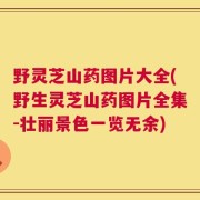 野灵芝山药图片大全(野生灵芝山药图片全集-壮丽景色一览无余)
