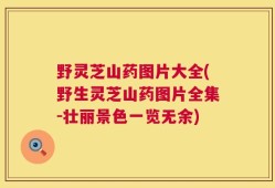 野灵芝山药图片大全(野生灵芝山药图片全集-壮丽景色一览无余)