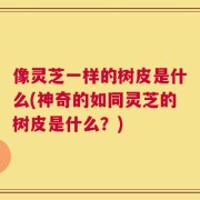 像灵芝一样的树皮是什么(神奇的如同灵芝的树皮是什么？)