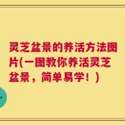 灵芝盆景的养活方法图片(一图教你养活灵芝盆景，简单易学！)