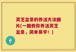 灵芝盆景的养活方法图片(一图教你养活灵芝盆景，简单易学！)