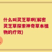 什么叫灵芝草啊(解密灵芝草探索神奇草本植物的疗效)