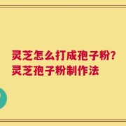 灵芝怎么打成孢子粉？灵芝孢子粉制作法
