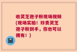 收灵芝孢子粉现场视频(现场实拍！珍贵灵芝孢子粉到手，你也可以拥有！)