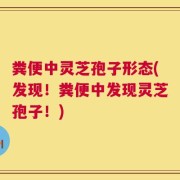 粪便中灵芝孢子形态(发现！粪便中发现灵芝孢子！)