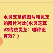 水灵芝草的图片和灵芝的图片对比(水灵芝草VS传统灵芝：哪种更有效？)