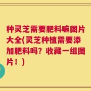 种灵芝需要肥料嘛图片大全(灵芝种植需要添加肥料吗？收藏一组图片！)