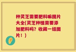 种灵芝需要肥料嘛图片大全(灵芝种植需要添加肥料吗？收藏一组图片！)