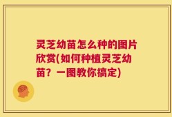 灵芝幼苗怎么种的图片欣赏(如何种植灵芝幼苗？一图教你搞定)