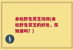 赤松野生灵芝功效(赤松野生灵芝的好处，你知道吗？)
