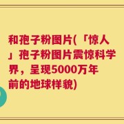 和孢子粉图片(「惊人」孢子粉图片震惊科学界，呈现5000万年前的地球样貌)