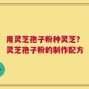 用灵芝孢子粉种灵芝？灵芝孢子粉的制作配方
