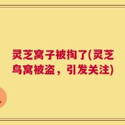 灵芝窝子被掏了(灵芝鸟窝被盗，引发关注)